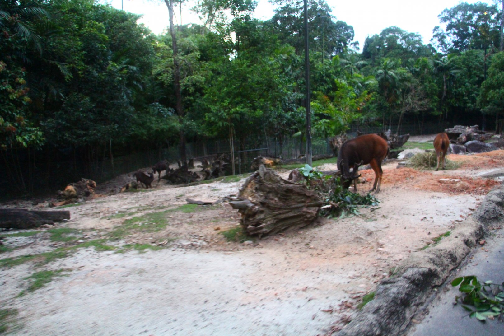 Tram Safari - Sambar