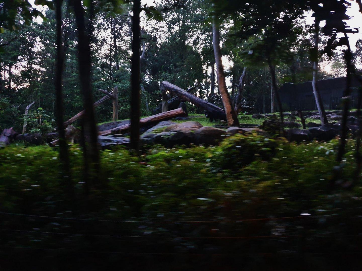 Tram Safari - Sloth Bear