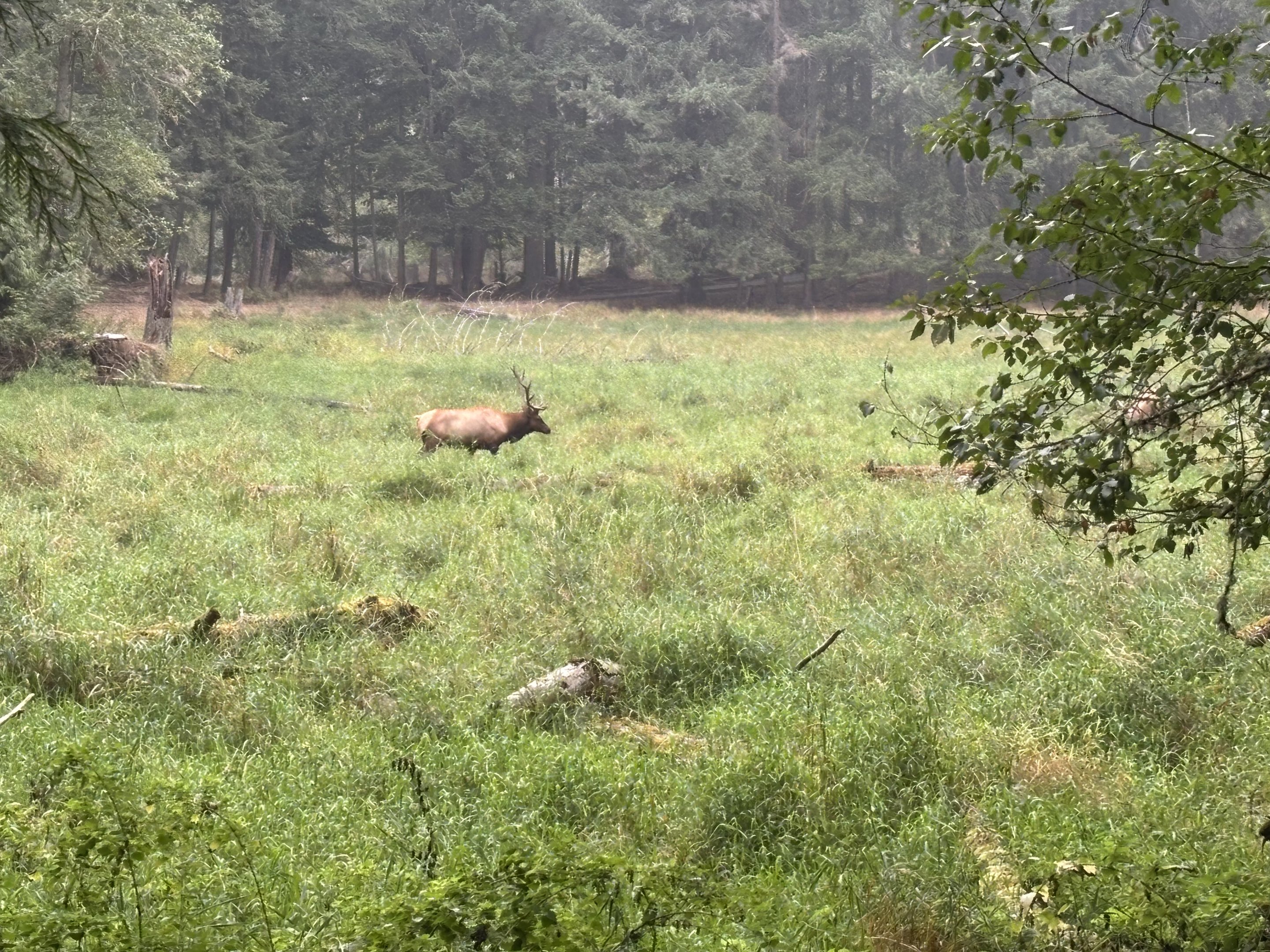 Tram Tour - Roosevelt Elk