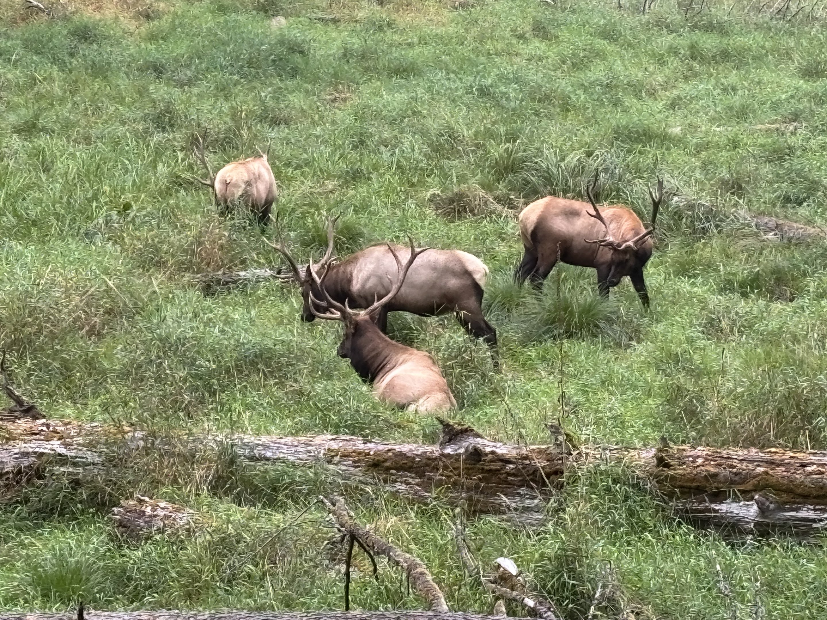 Tram Tour - Roosevelt Elk