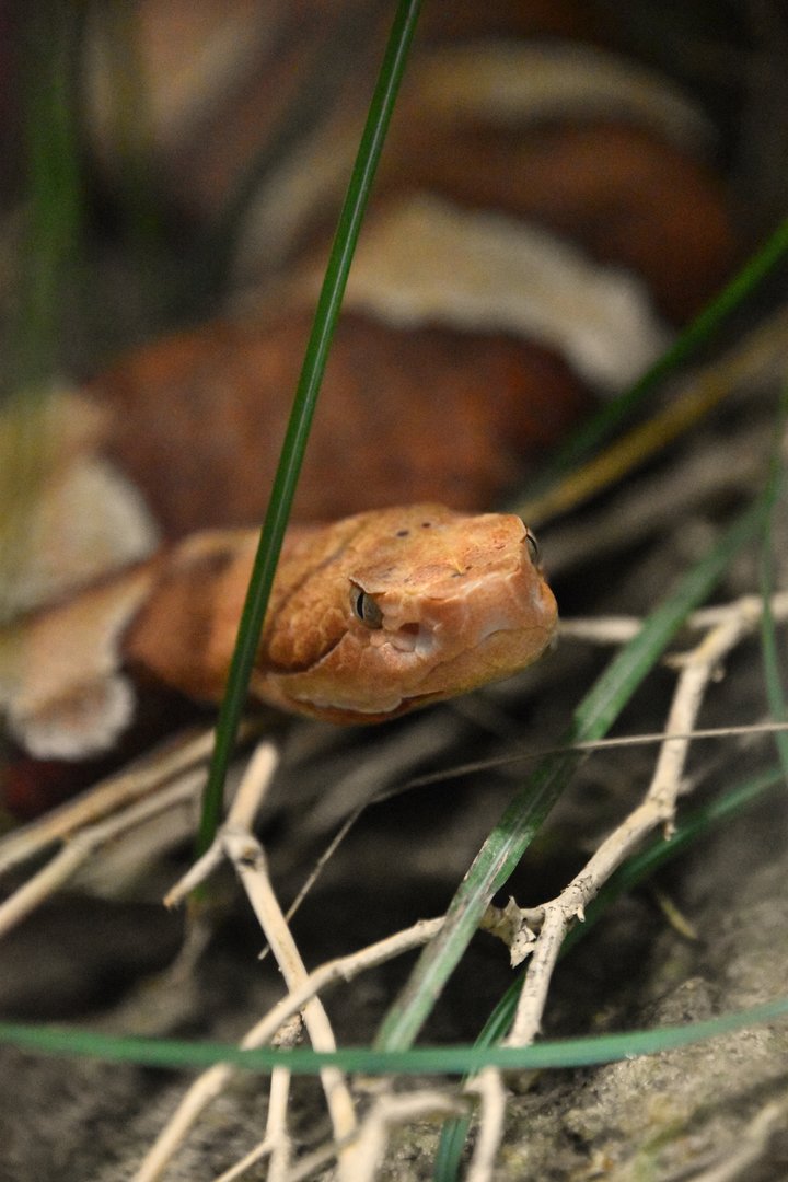 Trans Pecos copperhead, Agkistrodon contortix