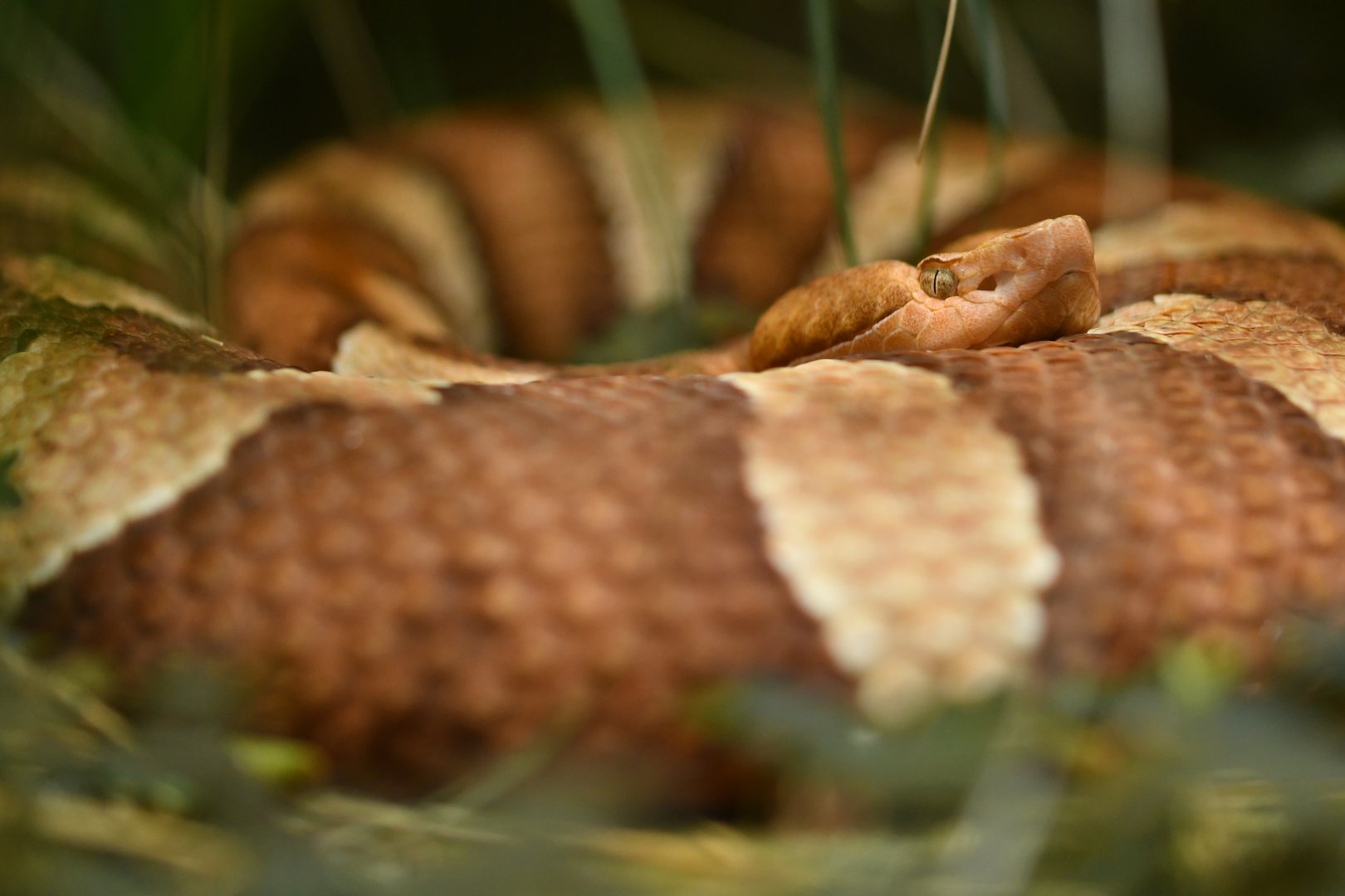 Trans-Pecos copperhead (Agkistrodon contortrix pictigaster)