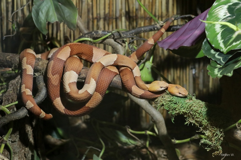Trans-Pecos- Copperhead (Agkistrodon contortrix pictigaster)