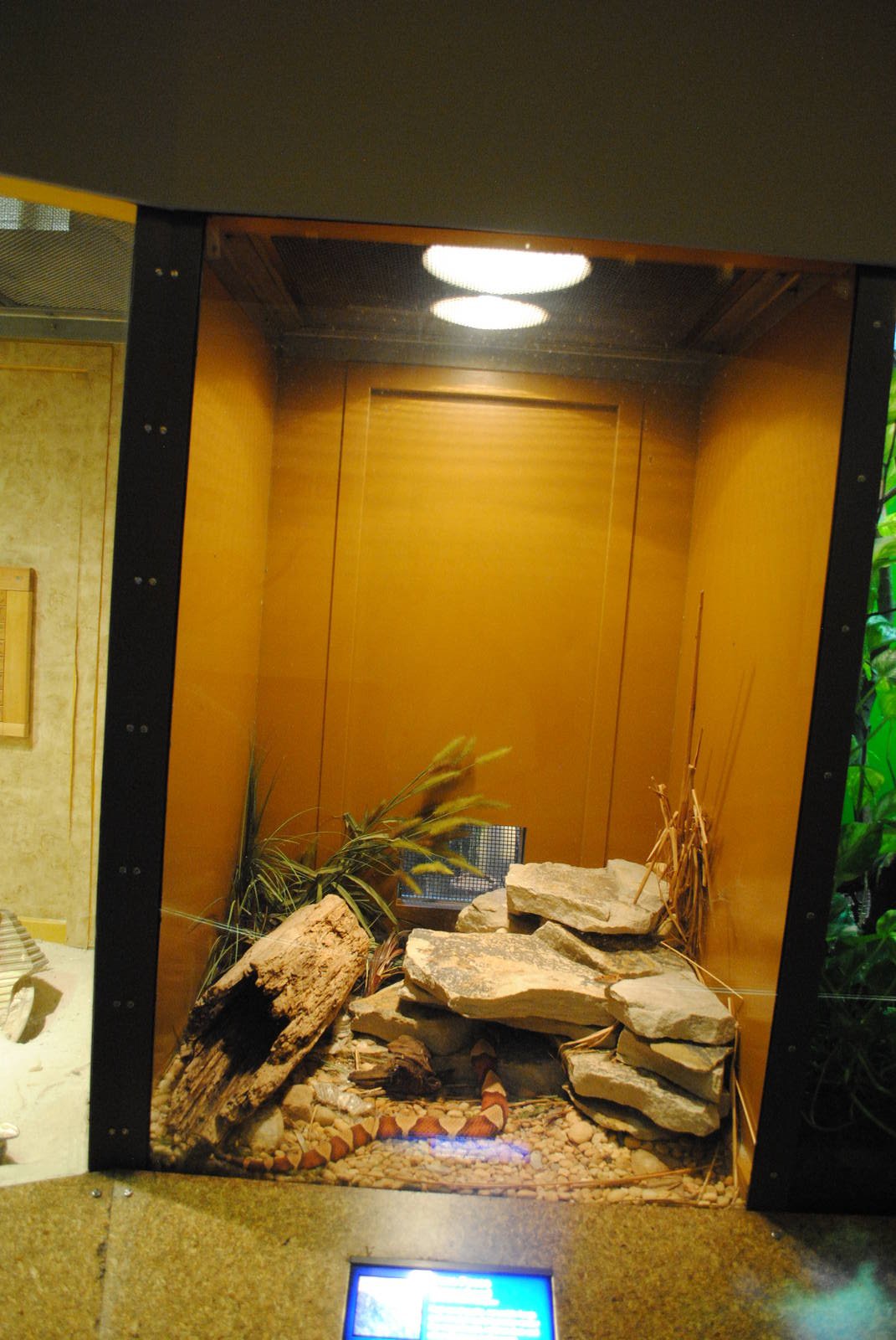 Trans-Pecos Copperhead exhibit