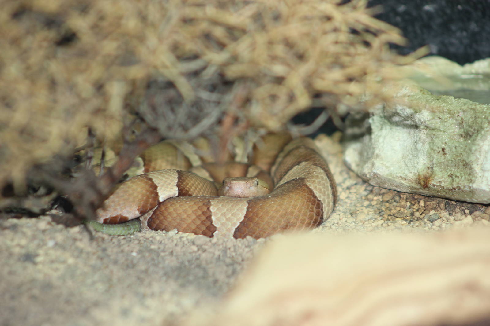 Trans-Pecos copperhead