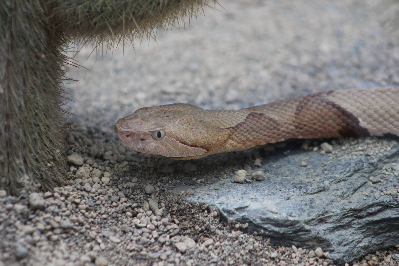 Trans-Pecos copperhead