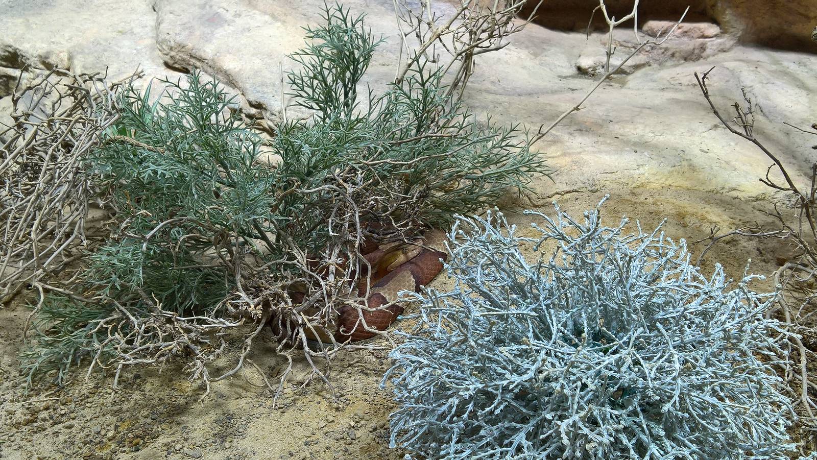 Trans-Pecos copperhead