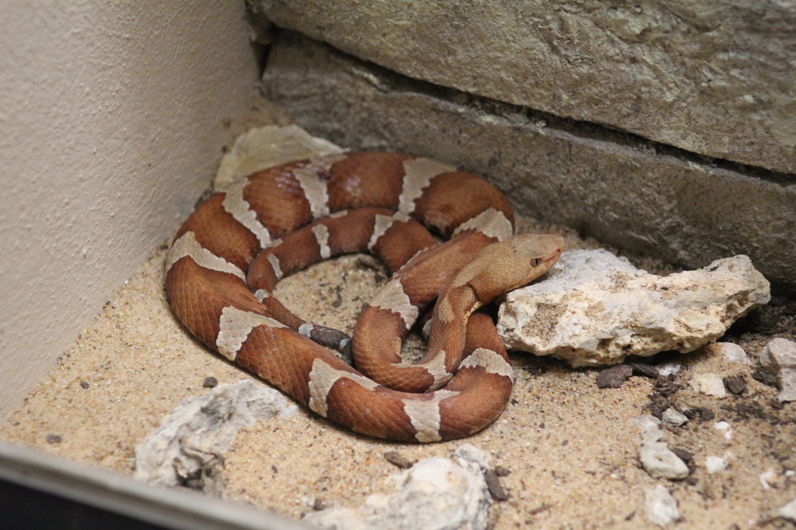 Trans-Pecos Copperhead