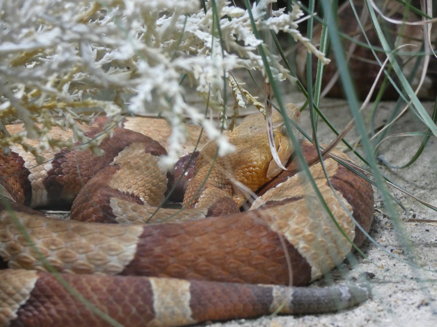 Trans-pecos Copperhead