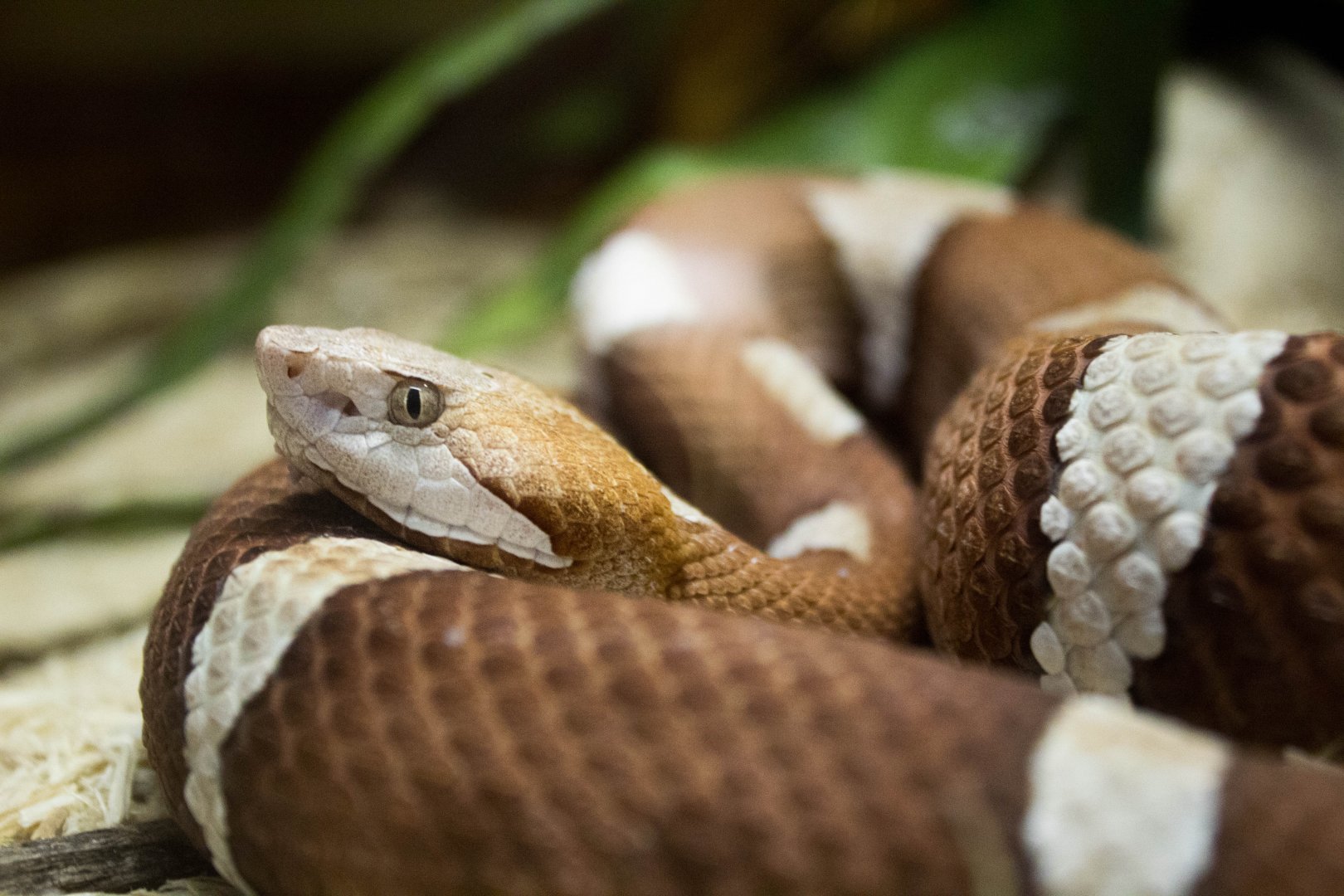 Trans Pecos copperhead