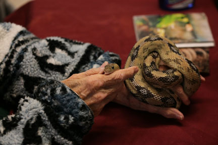 trans pecos rat snake