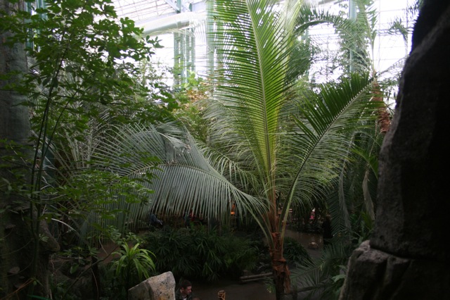 TransAlta Rainforest