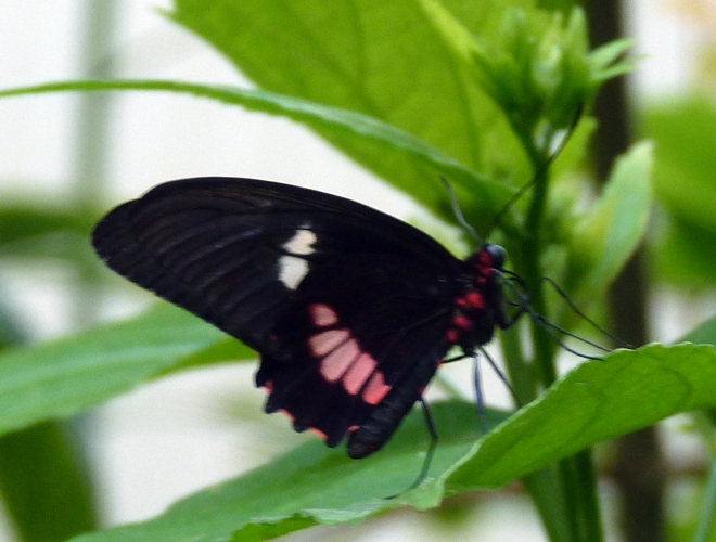 Transandean cattleheart (Parides iphidamas) female