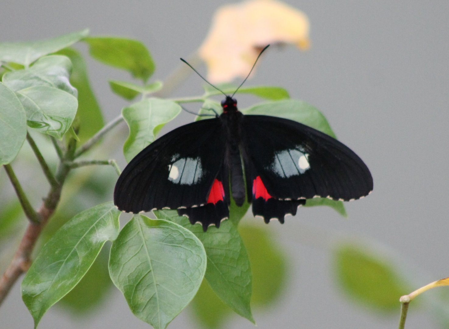 Transandean cattleheart (Parides iphidamas)