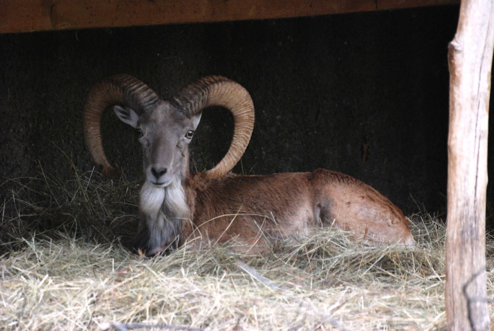 Transcapian Urial at Chomutov, 30/08/12