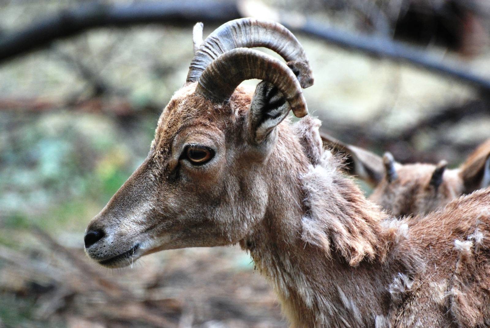 Transcapian Urial at Chomutov, 30/08/12