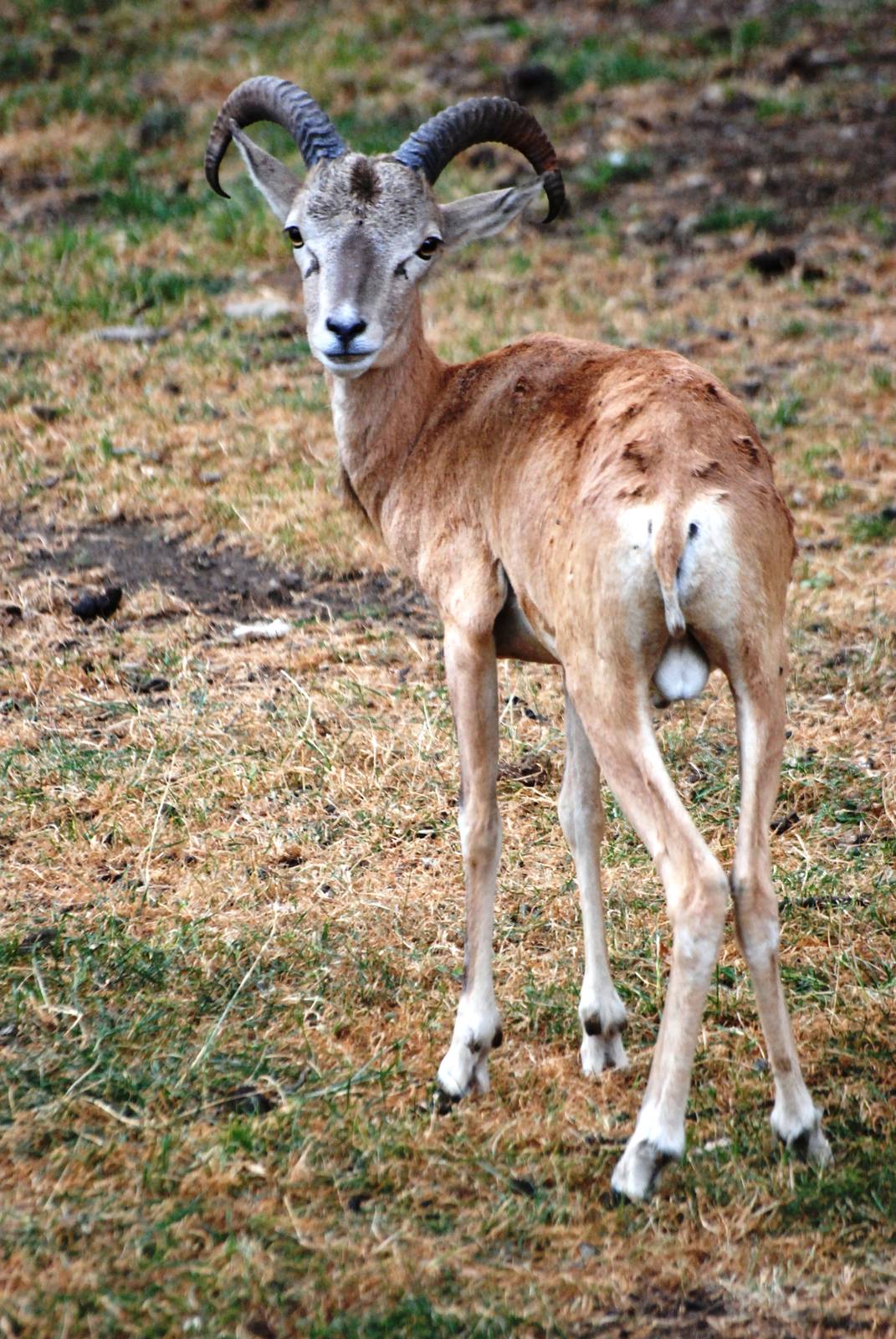 Transcapian Urial at Chomutov, 30/08/12