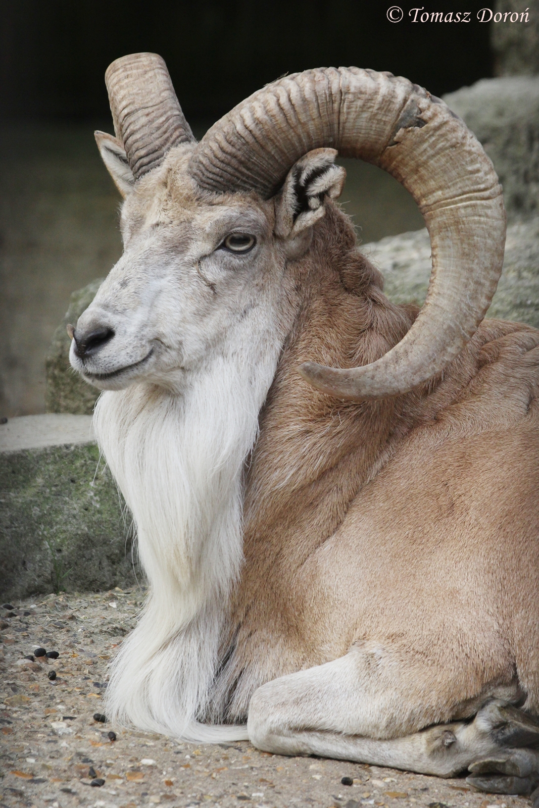 Transcapian Urial (Ovis vignei arkal), April 2015