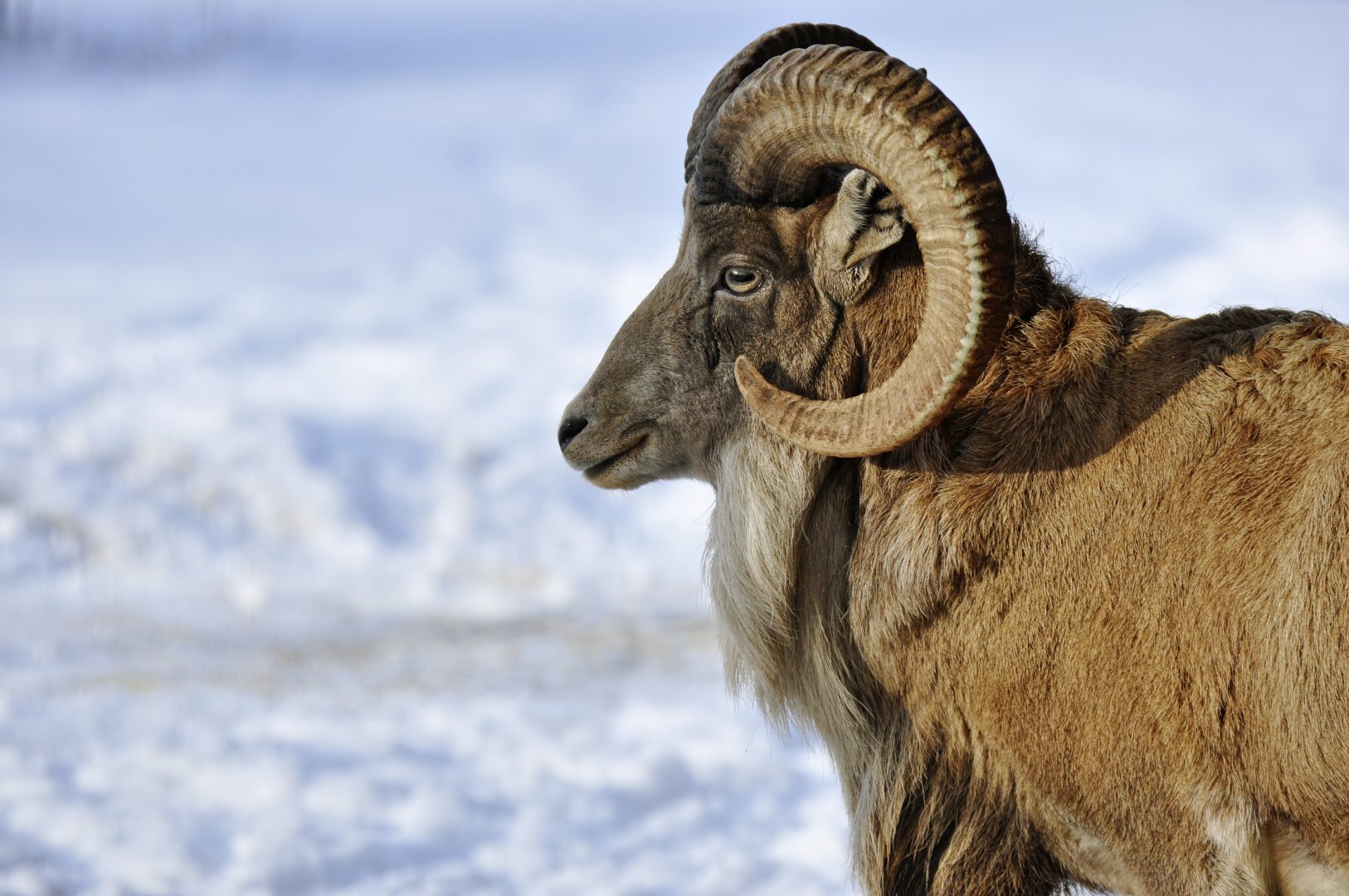 Transcapian urial (Ovis vignei arkal)