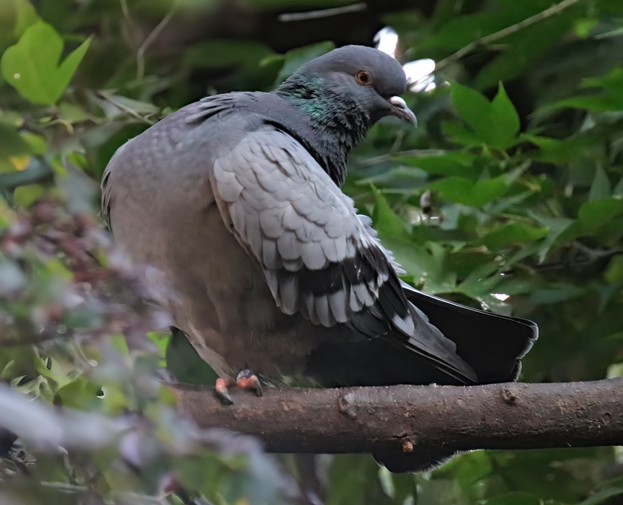 Transcaspian rock pigeon (Columba livia neglecta)