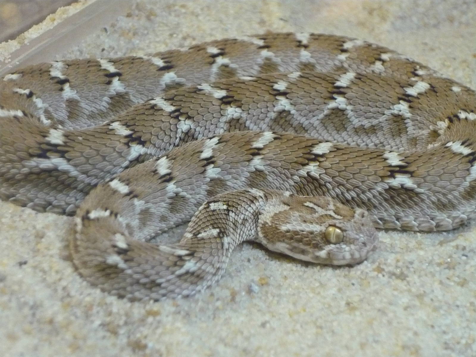 Transcaspian saw-scaled viper (Echis carinatus multisquamatus)