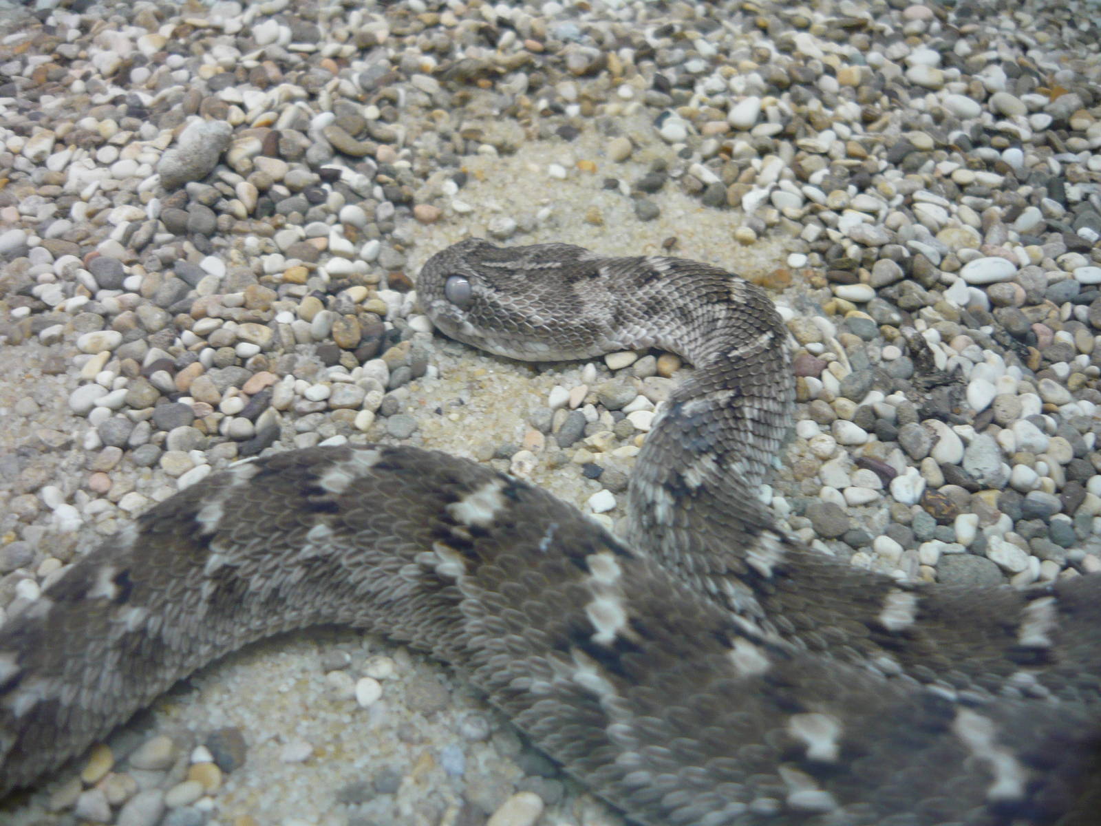 Transcaspian saw-scaled viper (Echis carinatus multisquamatus)