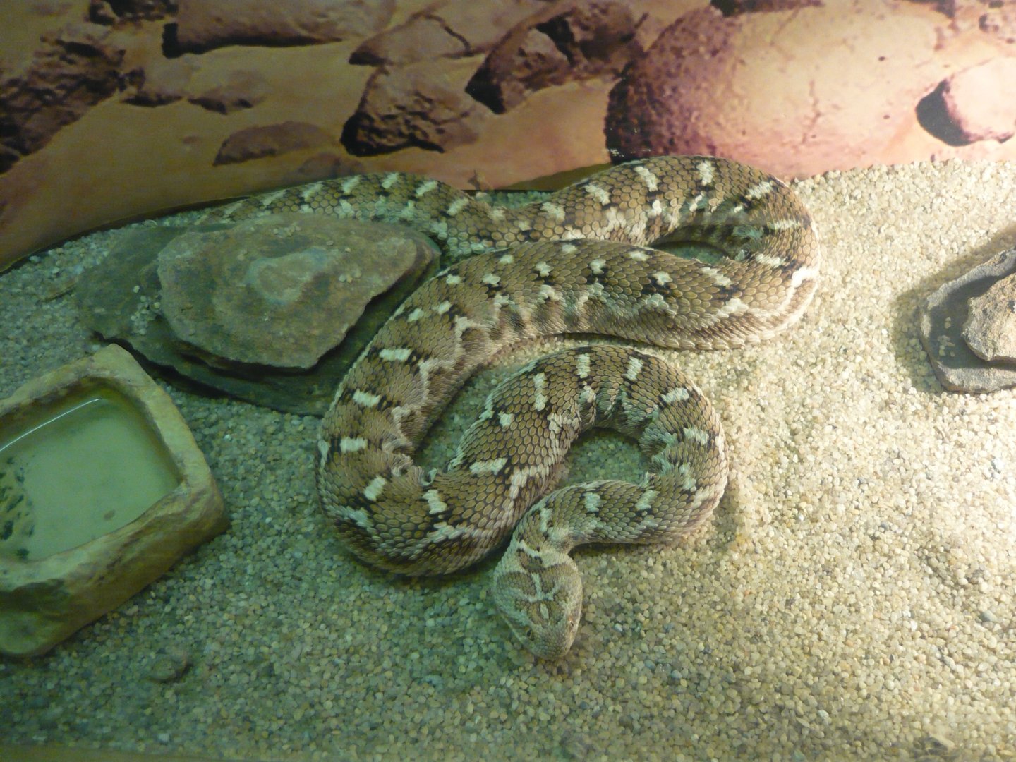 Transcaspian saw-scaled viper (Echis carinatus multisquamatus)