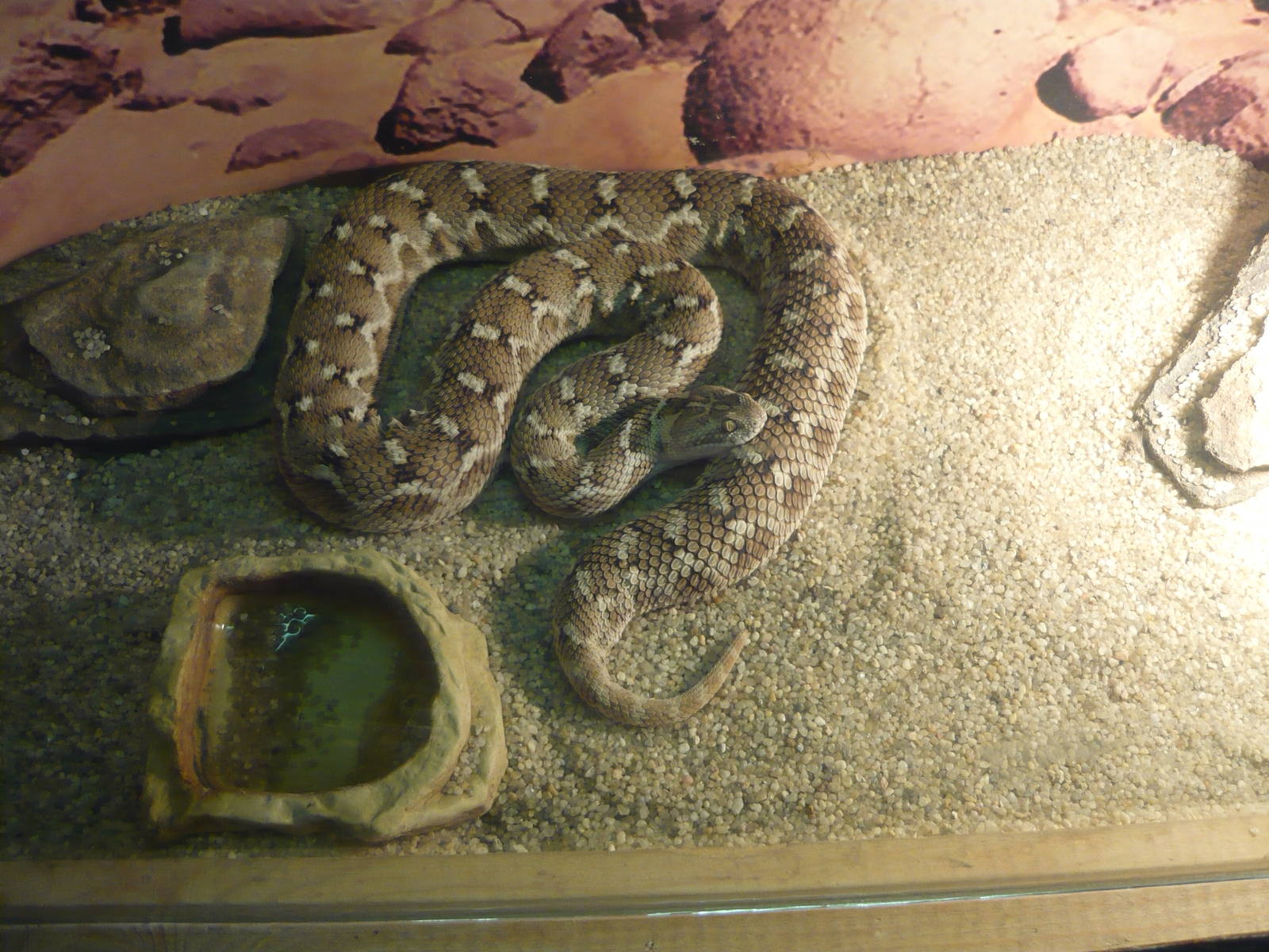 Transcaspian saw-scaled viper (Echis multisquamatus)