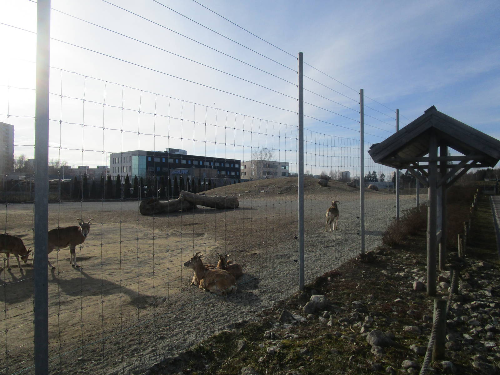 Transcaspian Urial - 25/03/15