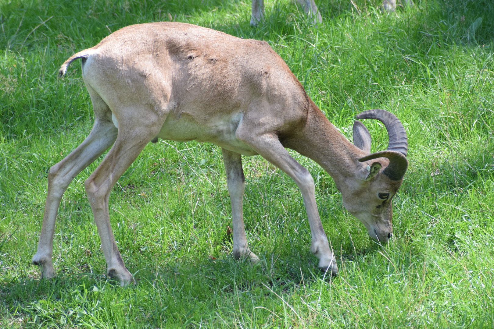 Transcaspian urial - August 2023