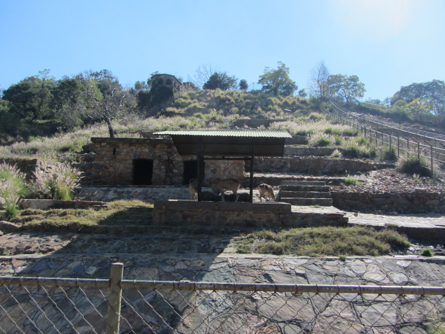 Transcaspian Urial Exhibit