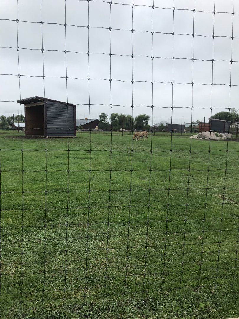 Transcaspian Urial Exhibit