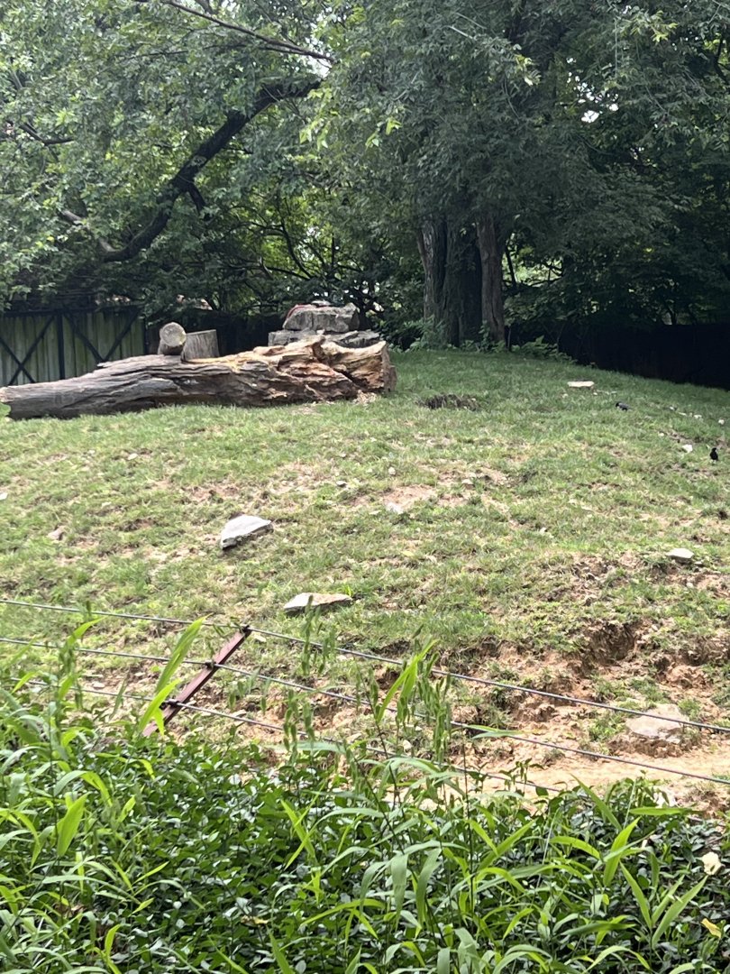 Transcaspian Urial Exhibit