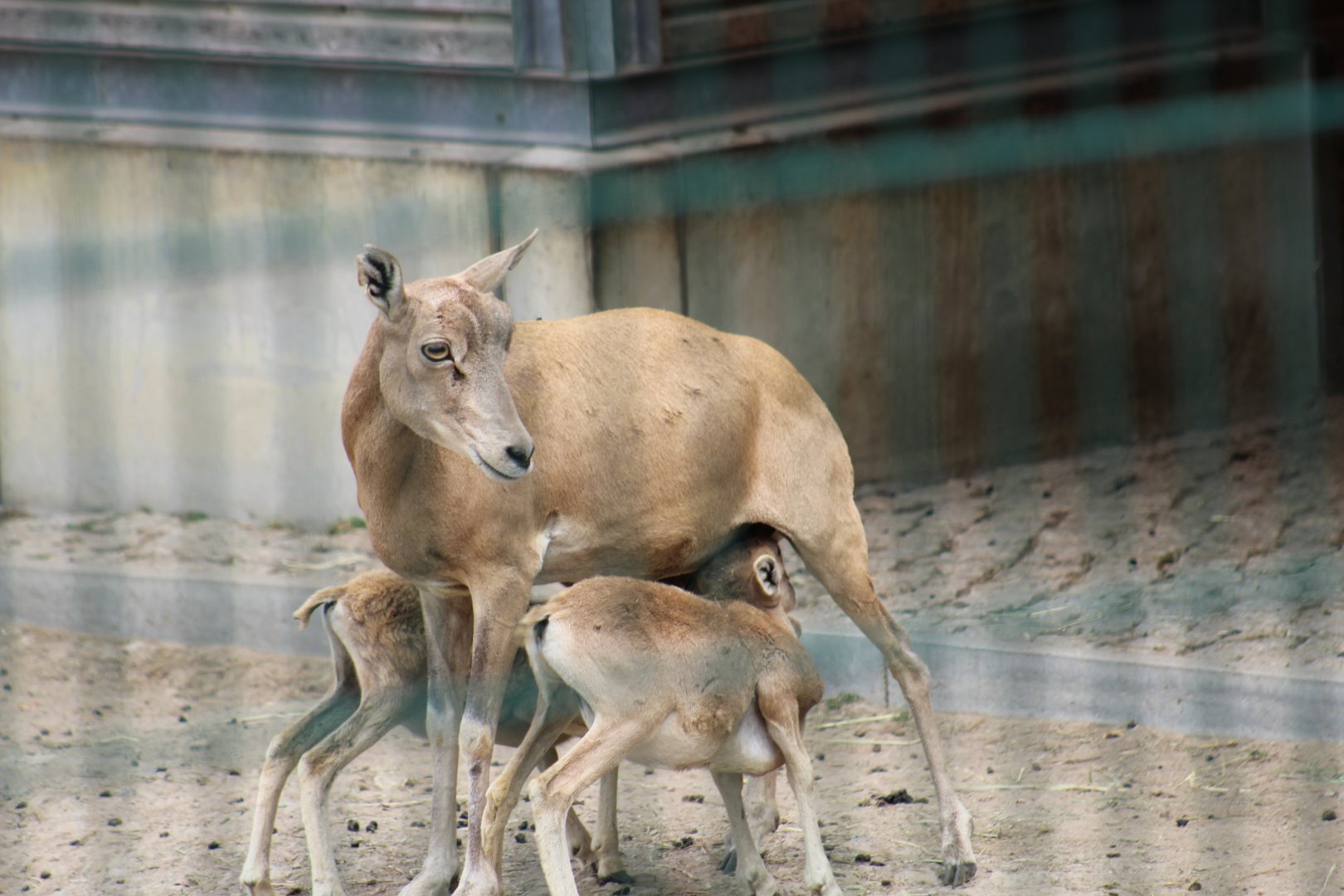 Transcaspian Urial Nursing