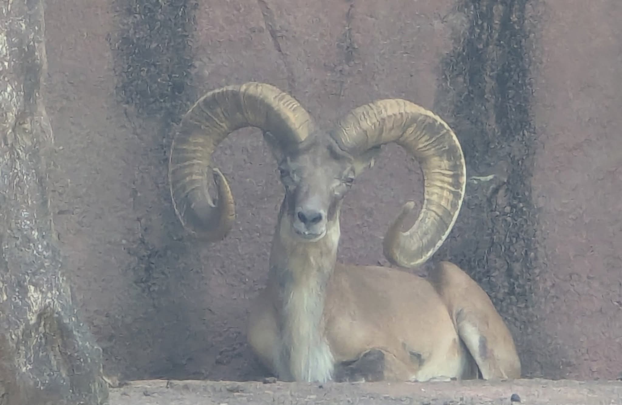 Transcaspian urial (Ovis arkal)