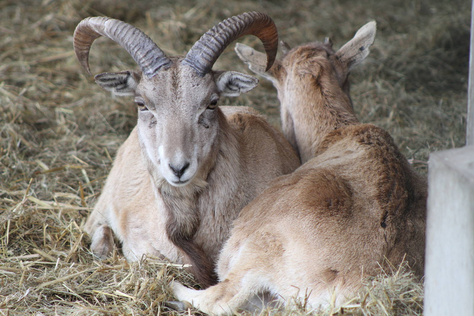 Transcaspian Urial (Ovis orientalis arkal)?
