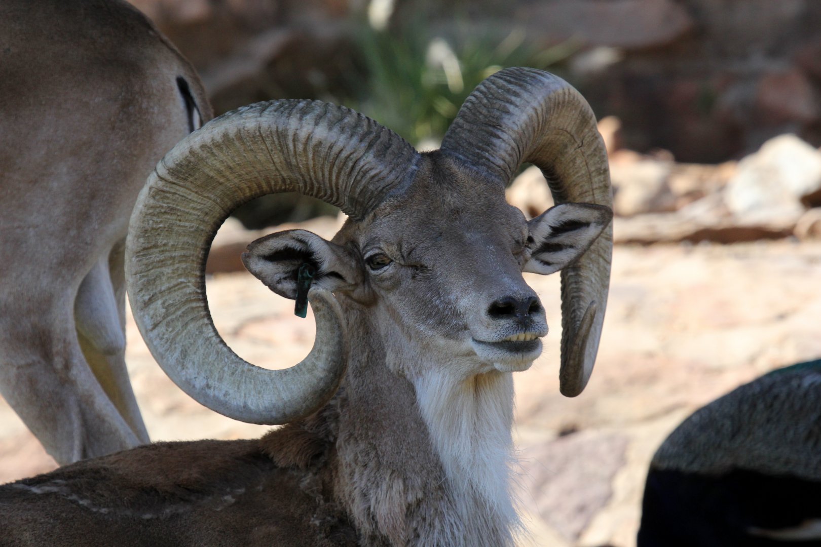 Transcaspian urial (Ovis orientalis arkal)