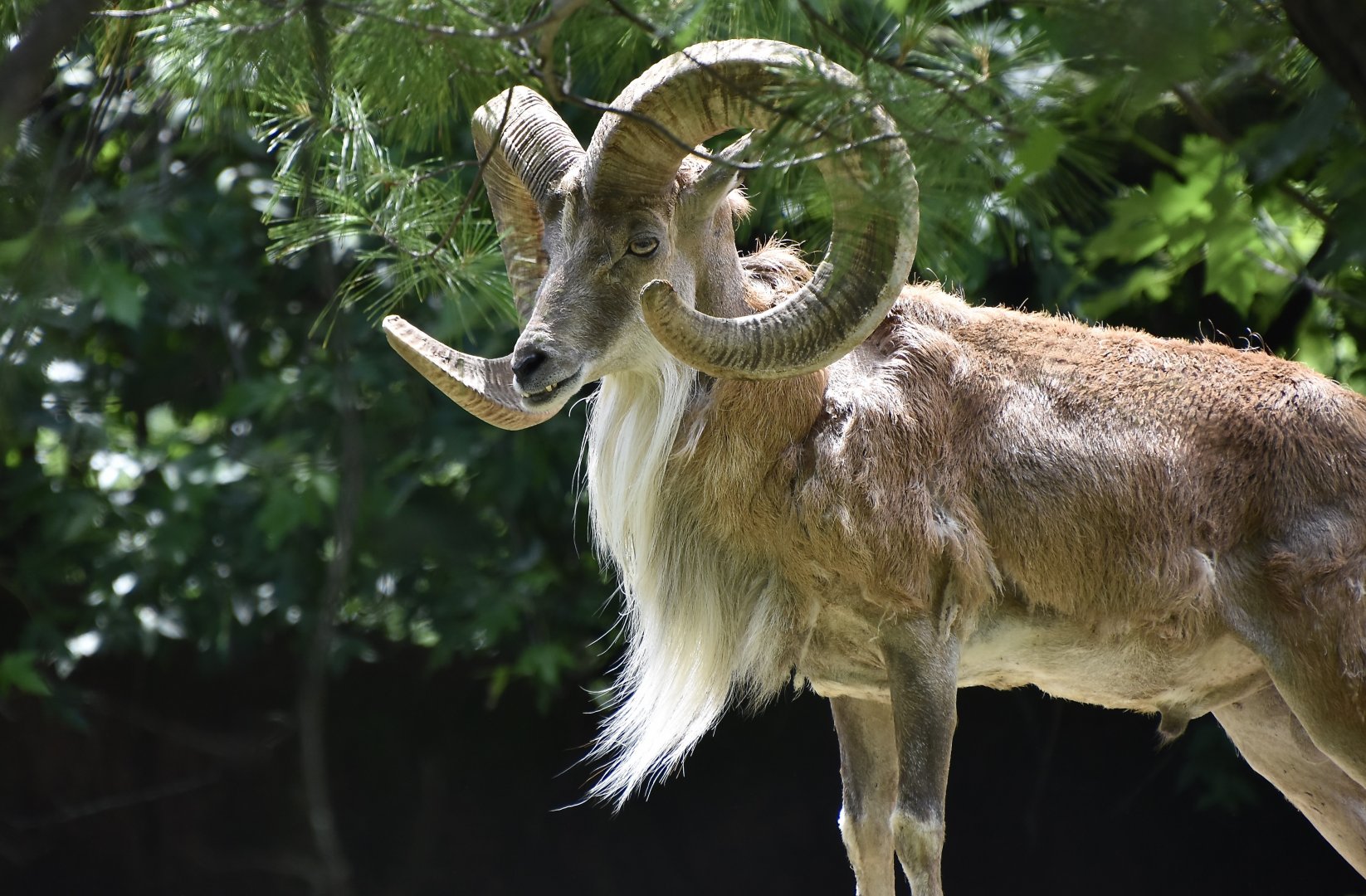 Transcaspian Urial (Ovis vignei arkal) male
