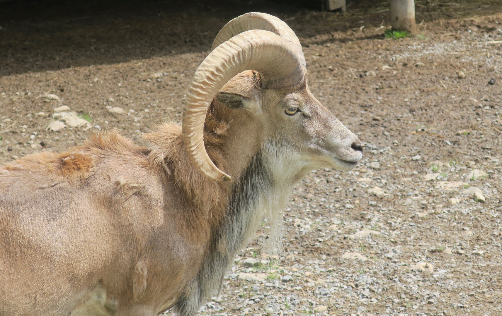 Transcaspian Urial (Ovis vignei arkal)