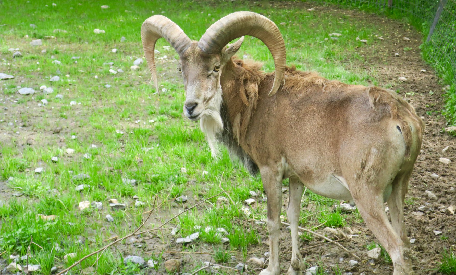 Transcaspian Urial (Ovis vignei arkal)