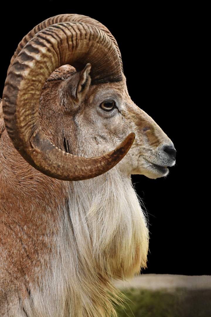 Transcaspian Urial (Ovis vignei arkal)