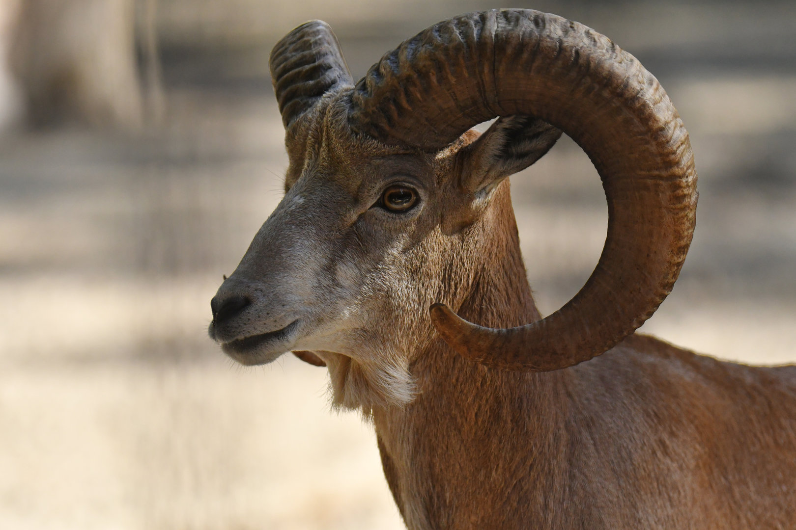 Transcaspian Urial (Ovis vignei arkal)