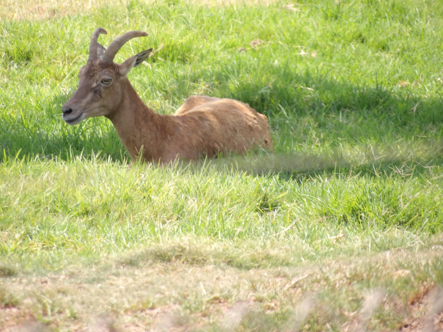 Transcaspian Urial(Ovis vignei arkal)