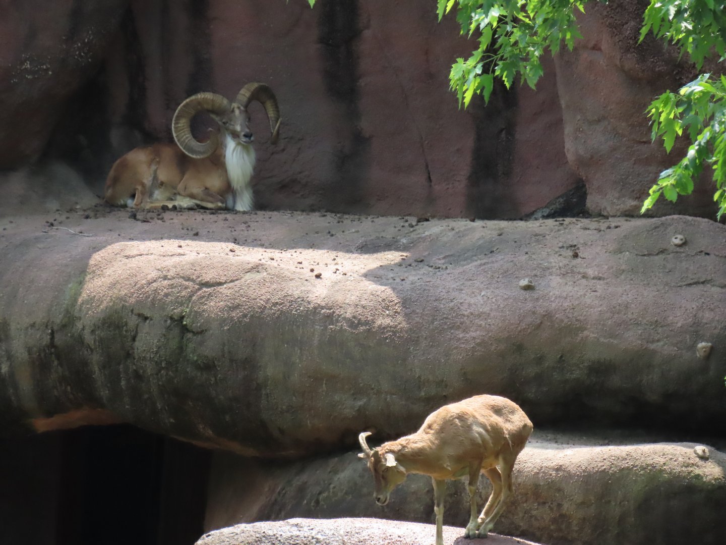 Transcaspian Urial (Ovis vignei arkal)