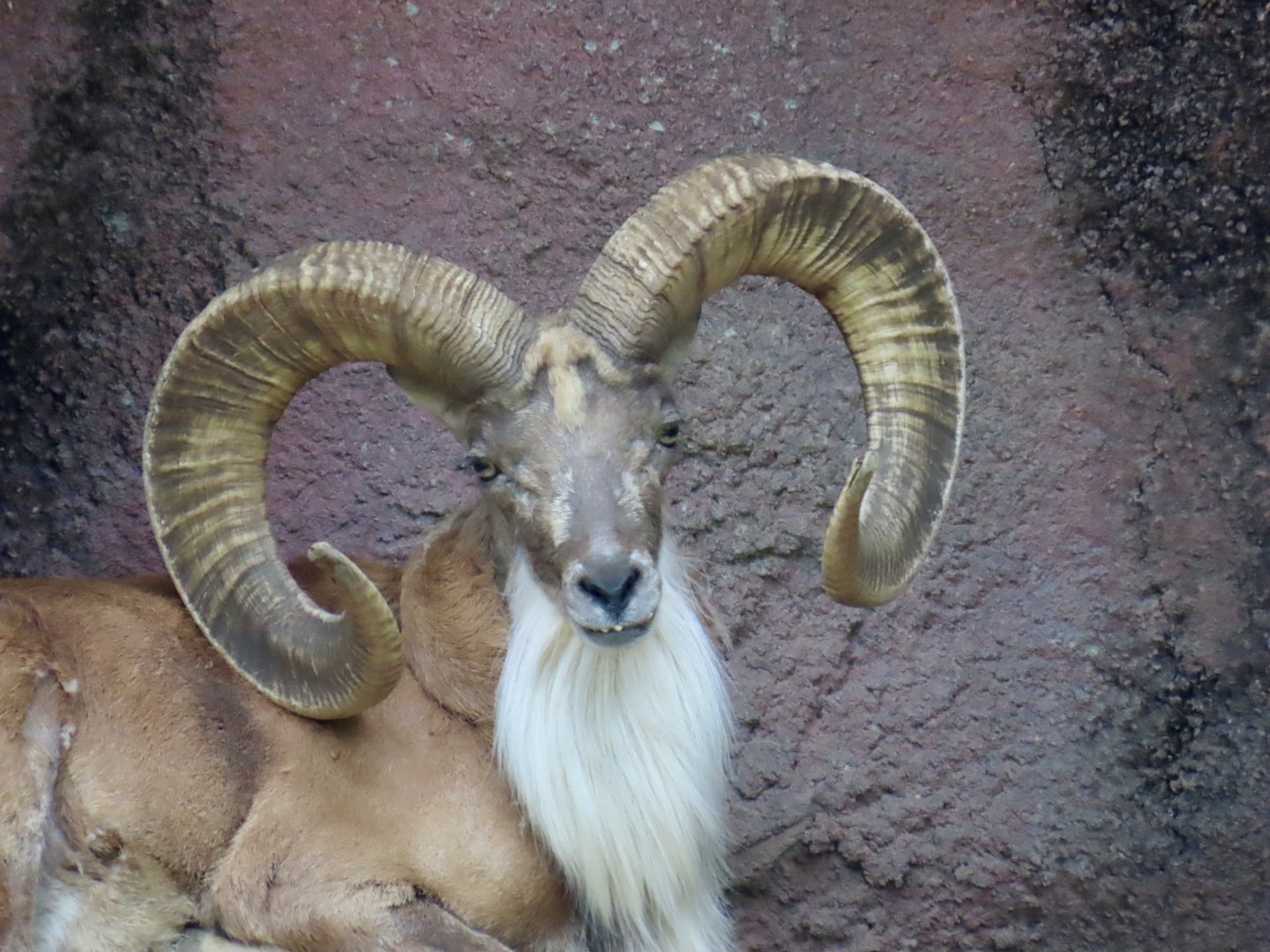 Transcaspian Urial (Ovis vignei arkal)