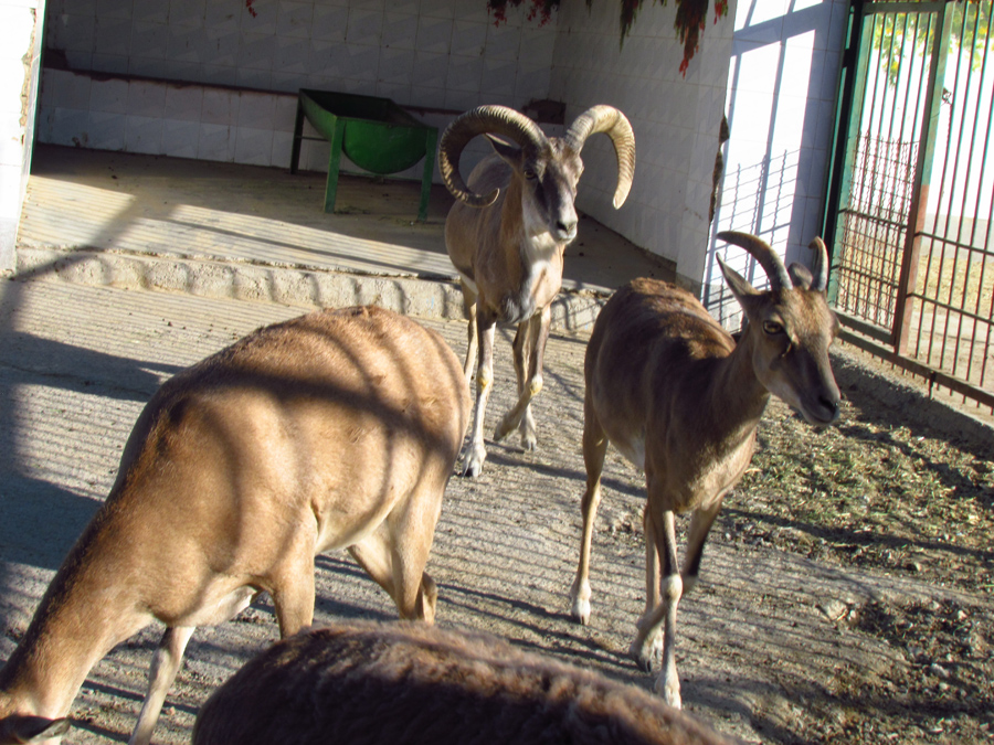 transcaspian urial sheep (Mashhad zoo)