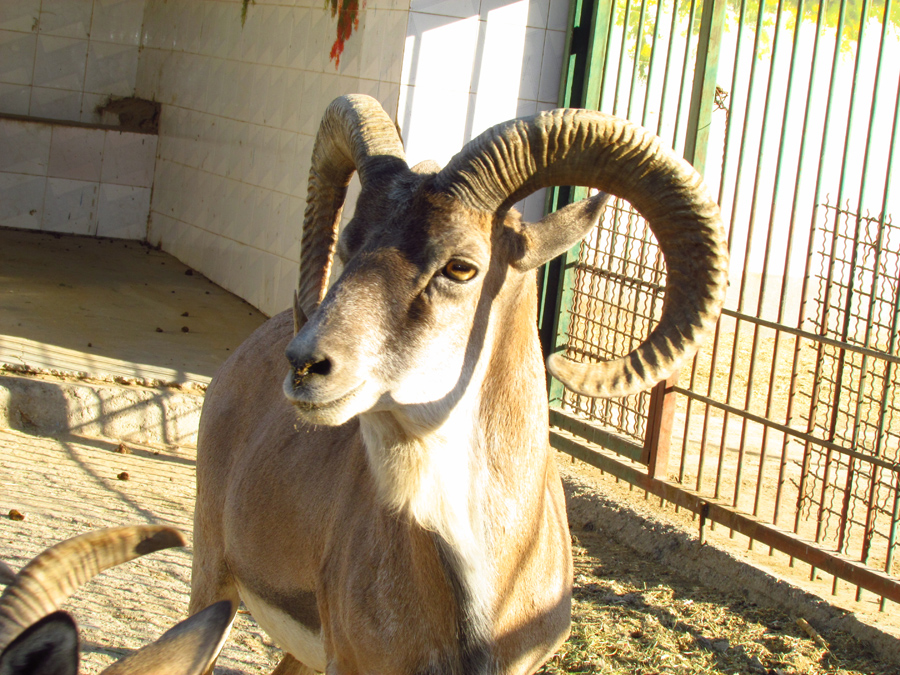 transcaspian urial sheep(Mashhad zoo)