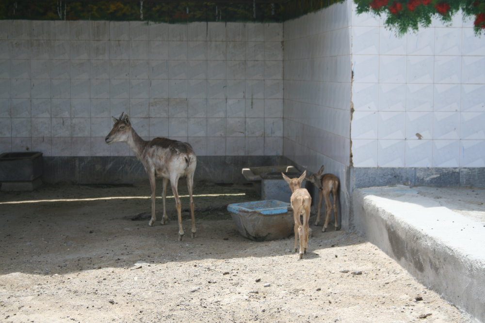 transcaspian urial sheep (mashhad zoo)