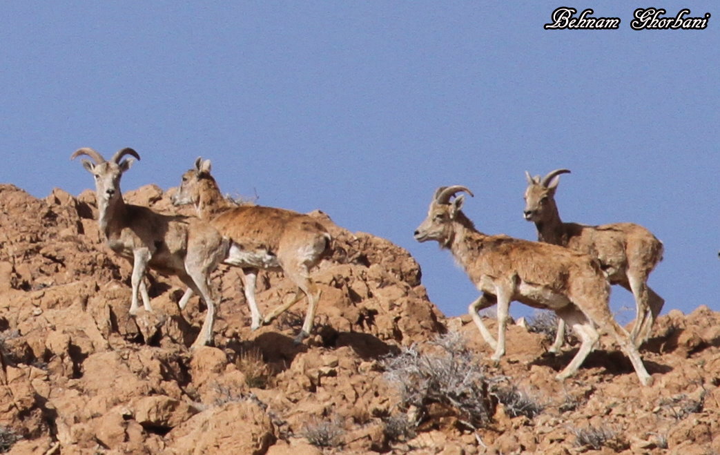 transcaspian urial sheeps in the Wild