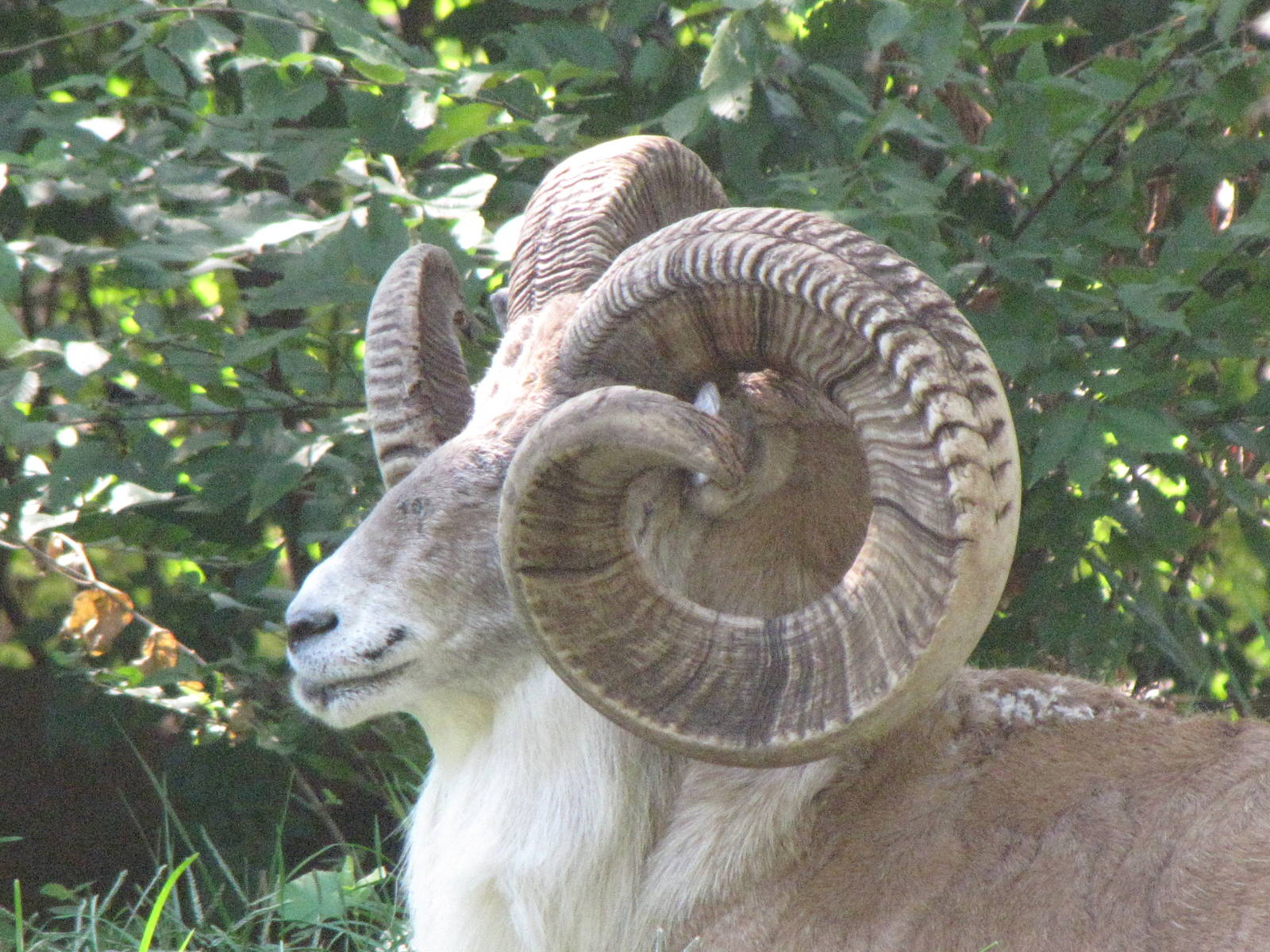 Transcaspian Urial